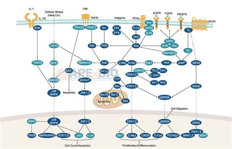 APExBIO - MAPK Signaling - Signaling Pathways