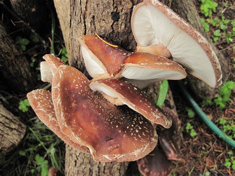 Member Spotlight: Shiitake Mushroom Logs - Northwest Natural Resource Group