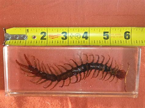 What species of centipede is this? : r/whatisthisbug