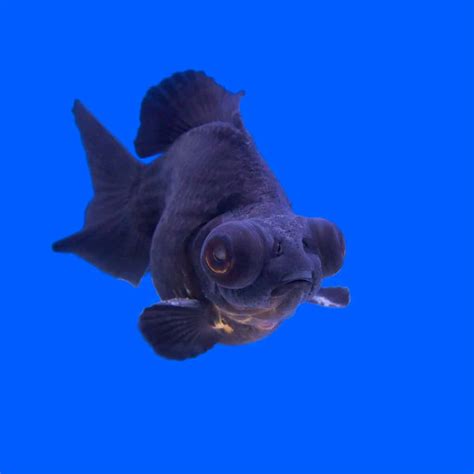 Care Sheet: Black Moor Goldfish | Carassius auratus variety - Aquariadise