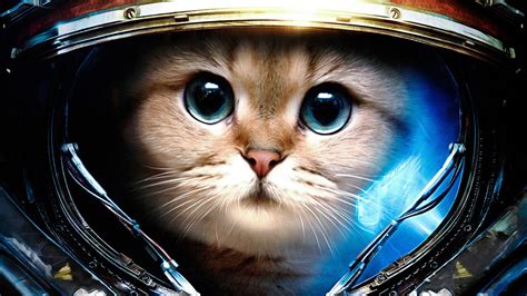 🔥 [90+] Space Cat Wallpapers | WallpaperSafari