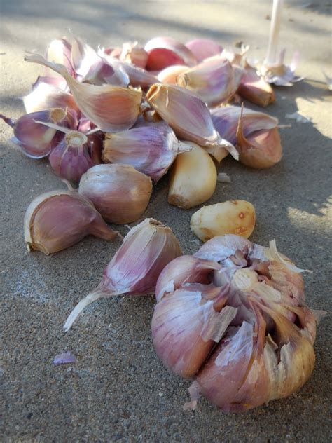 Sweetwater Farms: Garlic