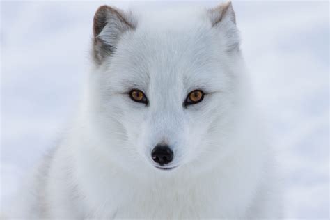 Arctic Fox Facts for Kids | Polar Foxes | Snow Fox | Artic Animals