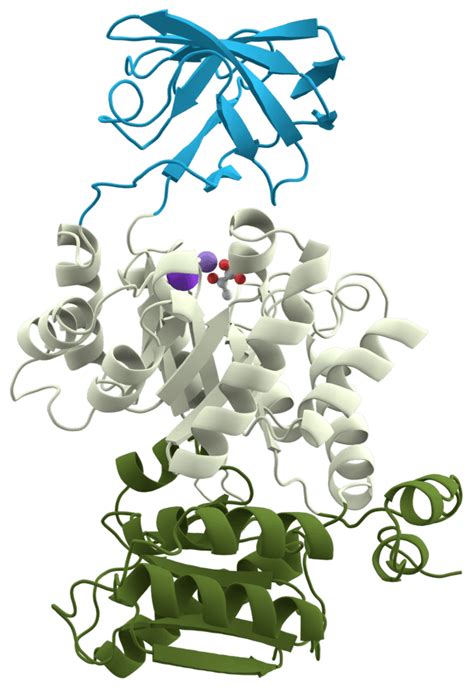 Pyruvate kinase - Wikiwand