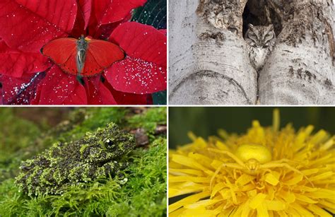 20+ Camouflage Animals That You Have to See to Believe