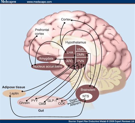 Hypothalamic Regulation of Appetite