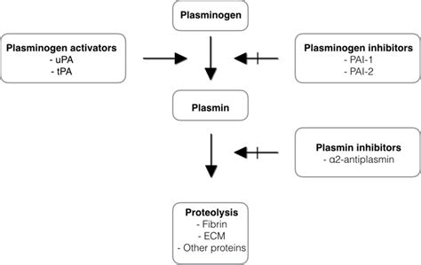 The importance of plasmin for the healing of the anterior cruciate ...