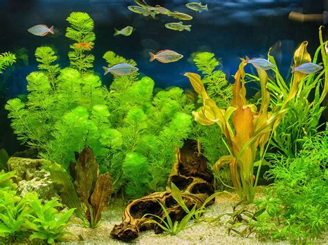 Aquarium Plants With Names