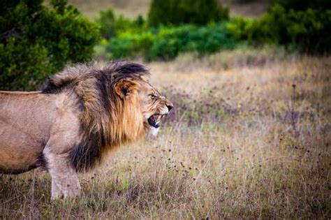 What Predators Eat Lions? - Joy of Animals