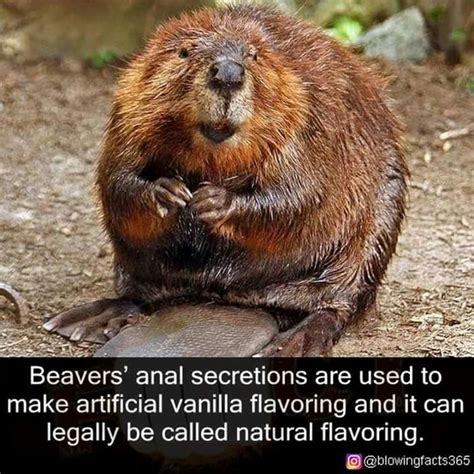 Natural flavor from Beaver butts! | Memes d'animaux drôles, Trop drôle ...