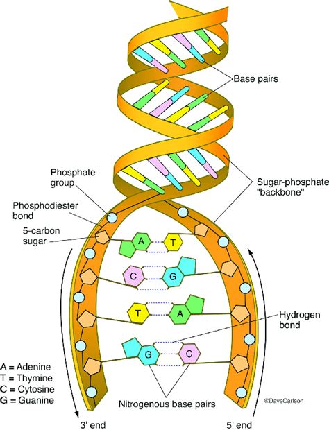 DNA structure including dinucleotide base pairs of adenine to thymine ...