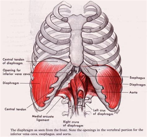 Physio Health: How Does the Diaphragm Work?