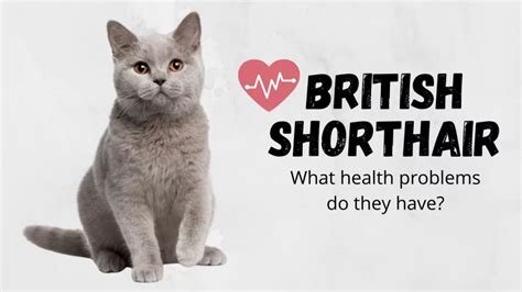 What Health Problems Do British Shorthair Cats Have In Common? [ANSWERED]