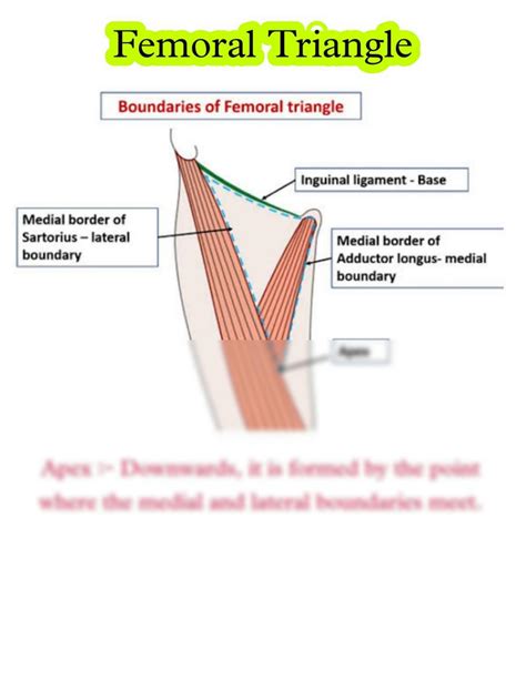 SOLUTION: Femoral triangle (Anatomy) - Studypool