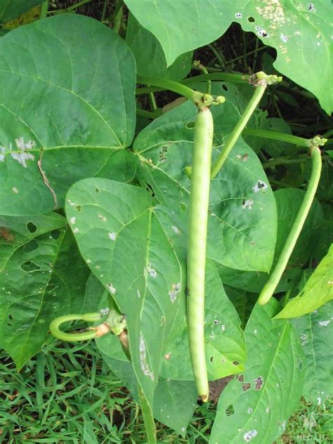 Growing Cowpeas Step by Step • New Life On A Homestead