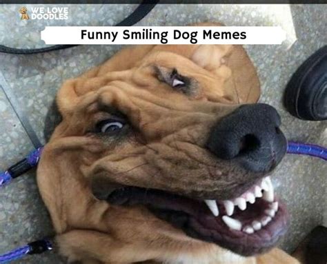 22 Funny Smiling Dog Memes!