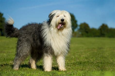 Old English Sheepdog (Bobtail) Élevage, Caractère Et Toilettage | Pet Yolo