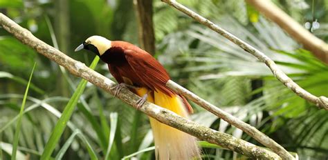 Exotic Wildlife of Papua New Guinea | Luxury Papua New Guinea Itinerary ...