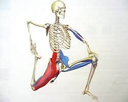 Psoas Muscle and Lower Back Pain | PhysioLogic