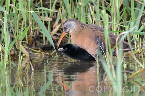 Nature by Nancy | Virginia Rail nest