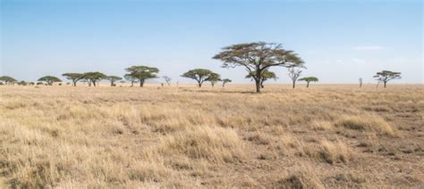 African Savanna - Pure Wildlife Magic