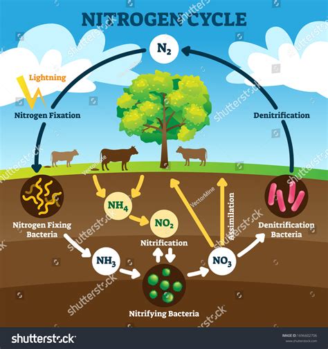 Nitrogen Cycle Vector Labeled Educational Chemical Stock Illustration ...