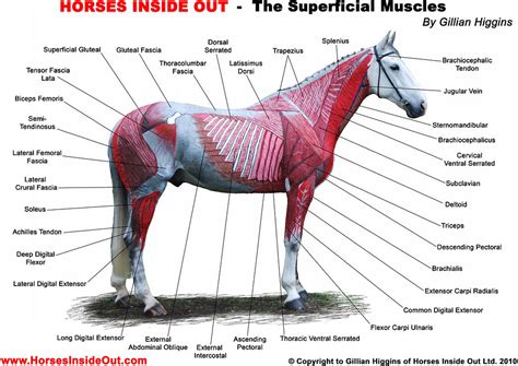 How Muscles Work