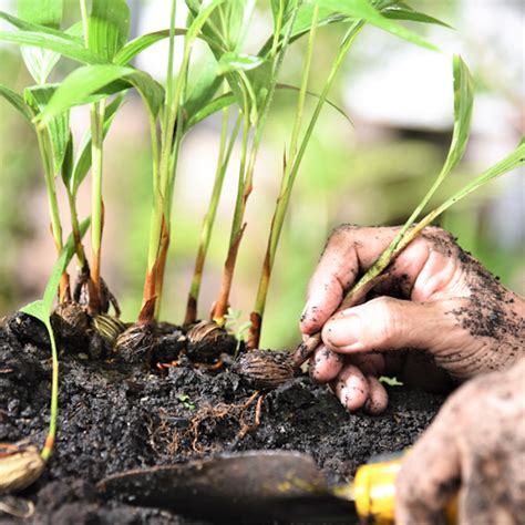 How To Grow Palm Trees From Seed | Step By Step