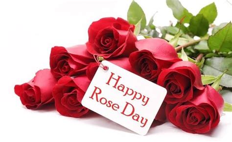 Valentine’s Week 2023: Rose Day Today - Pragativadi