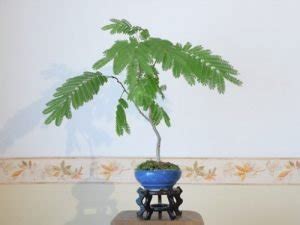 17 Best Mimosa Tree Bonsai Pictures | Balcony Garden Web