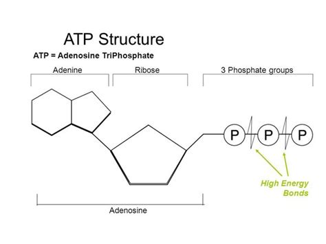 Atp Structure Labeled