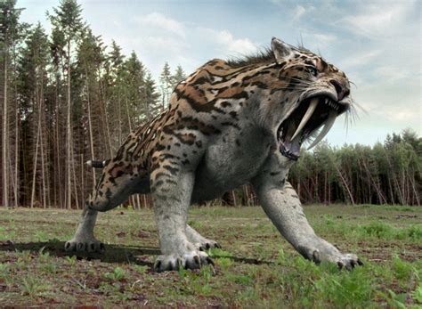 Smilodon Facts, Habitat, Diet, Fossils, Pictures