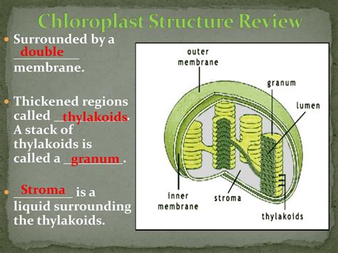 Chloroplast Definition