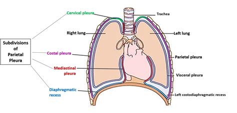 Pleura and Pleural Recesses - Anatomy QA