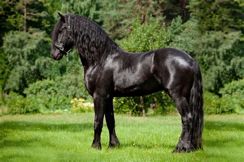 6 Versatile Uses Of Friesian Horses: A Detailed Guide