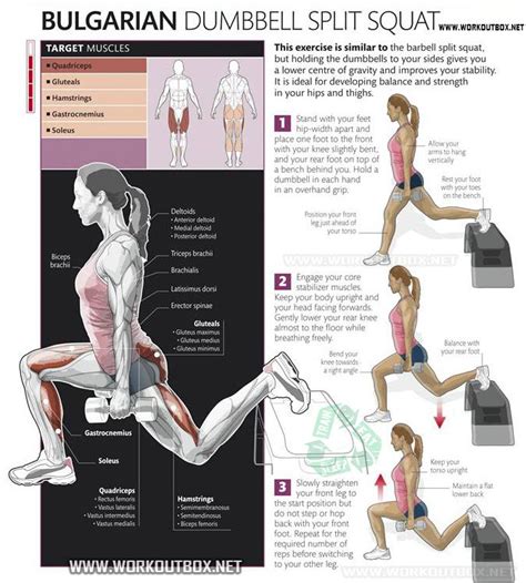 Bulgarian Dumbbell Split Squat - Healthy Fitness Exercise Squats ...