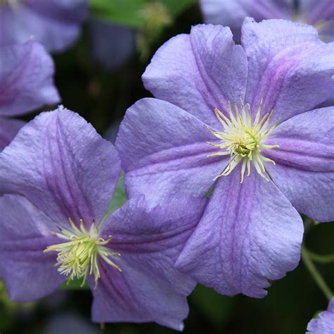 Buy late large flowered clematis (group 3) Clematis 'Perle d'Azur'