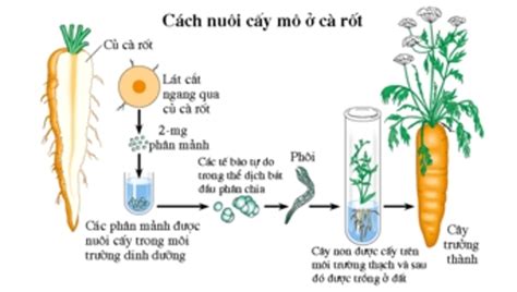 Lý thuyết công nghệ tế bào - Sinh 10 Cánh diều | SGK Sinh 10 - Cánh diều