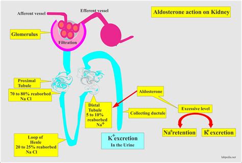 Aldosterone Effect On Adh