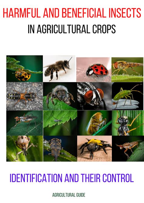 Identification Of Beneficial And Harmful Insects In Agricultural Crops