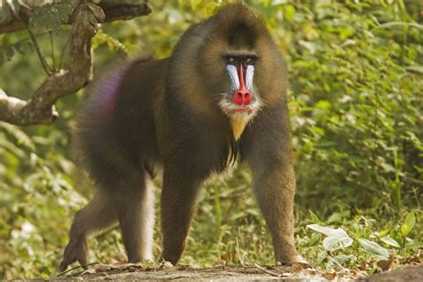 14 Fascinating Facts About Monkeys (2022)