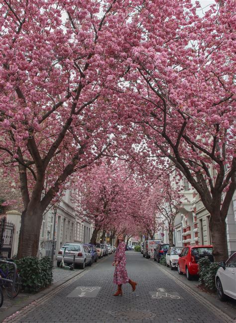 CHERRY BLOSSOMS IN BONN – The Twirling Traveler