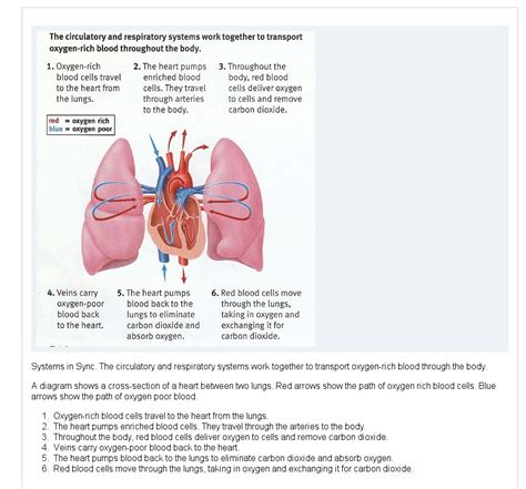 Sample 1: Heart and Lung Diagram - Accessible Image Sample Book