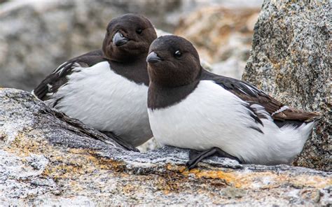 Auk Little (Alle alle) adults nesting - Arctic, Norway - World Bird Photos