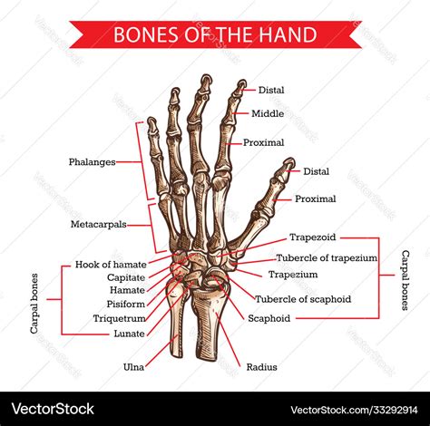 Hand Anatomy Sketch