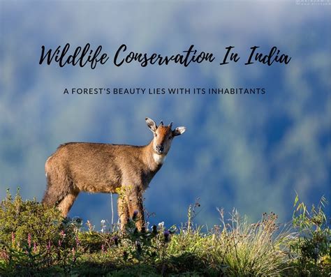 Wildlife Conservation Efforts In India | Routeprints