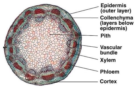 Dicot Stem Anatomy | Biology plants, Plant science, Microscopic photography