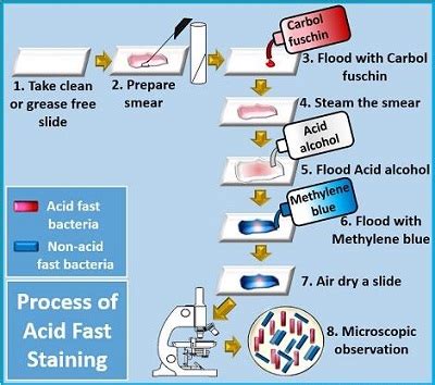 Acid fast staining - Ziehl Neelsen Method, Introduction, Reagent ...