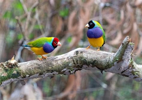 The Gouldian Finches Information | Earth Life