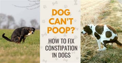 How to Treat Constipation in Dogs? 3 Methods To Make Your Dog Move ...